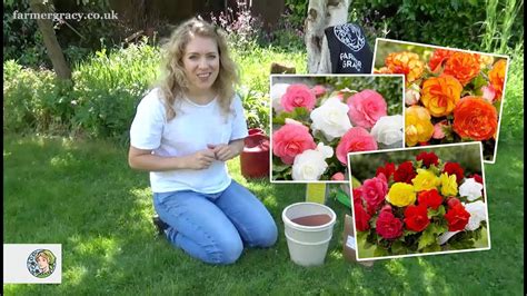 How To Plant Begonias Cormstubers Uk Youtube