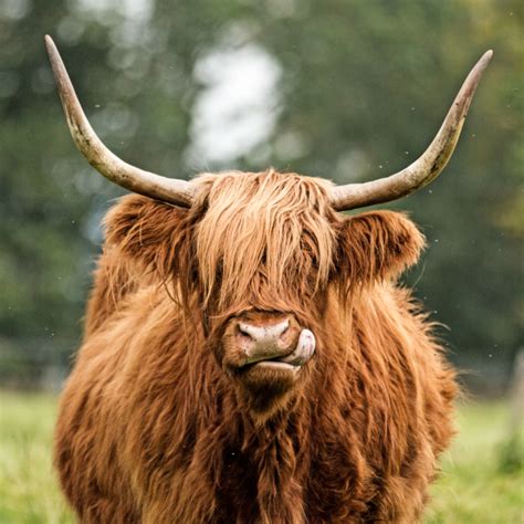 Highland Cattle Facts Diet Habitat And Pictures On