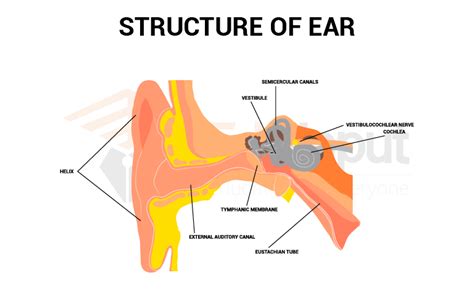 Anatomy Of Human Ear Process Of Hearing And Functions