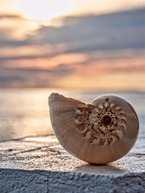 41 Relaxing Shots Of Shells Thatll Make You Wish You Were By The Sea