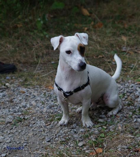 Jack russell terriers are a relatively healthy breeds and have a life expectancy of 12 to 14 years. Jack-Russel-Terrier - Le coeur vendéen