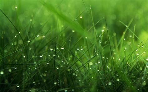 HD Grass Wallpaper 75 Pictures