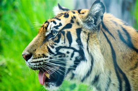 Fechar O Tigre Sumatran Na Natureza Foto De Stock Imagem De Selvagem