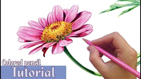 How To Draw And Shade A Flower In Colored Pencil Youtube Colored