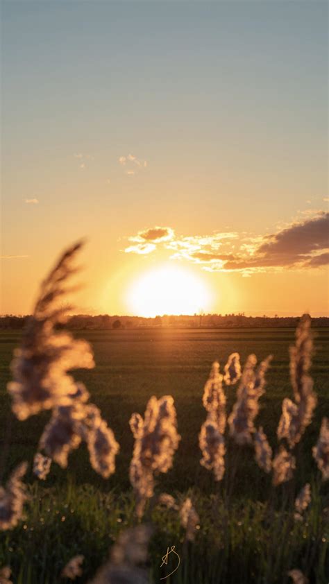 Took This While On Walk One Evening The Sunset Was Amazing R