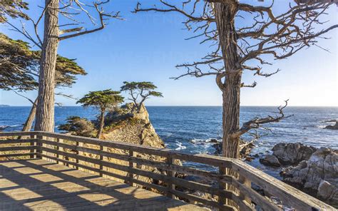 Carmel Bay Lone Cypress At Pebble Beach 17 Mile Drive Peninsula