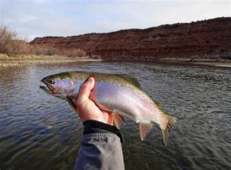Most people never fish for lake trout because they think of lake trout as this mysterious fish that lives in the unreachable depths of the lake. Trout Fishing Gear and Tackle - Lake Ontario Outdoors