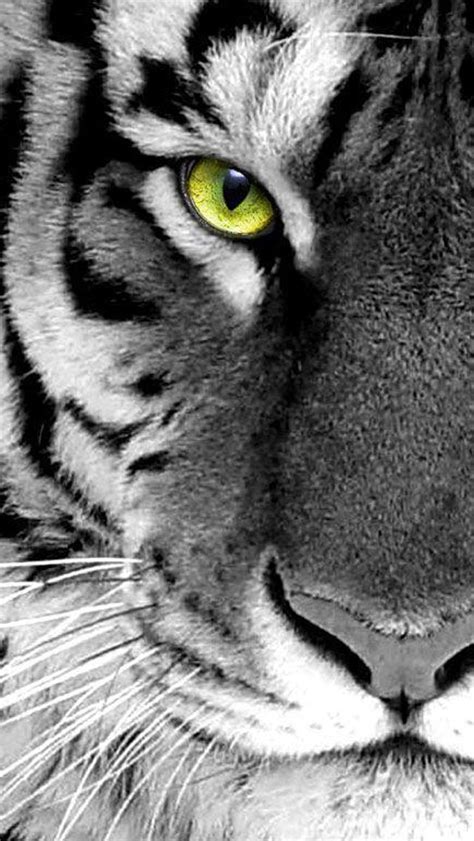 Iphone wallpapers find and download the best iphone wallpapers, from blue backgrounds to black and white backdrops. black n white photo tiger face close up iPhone 5 ...