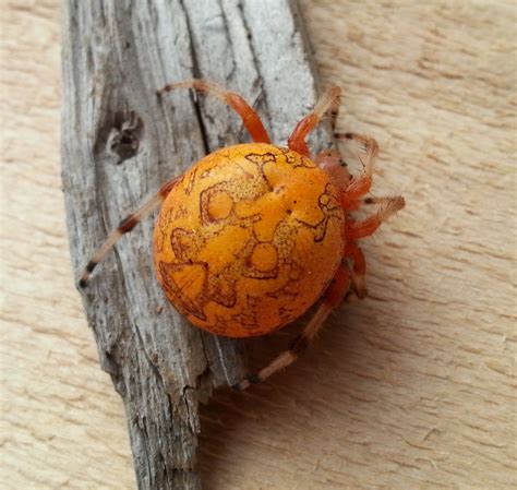 Оранжевый паук дома фото — Каталог Фото