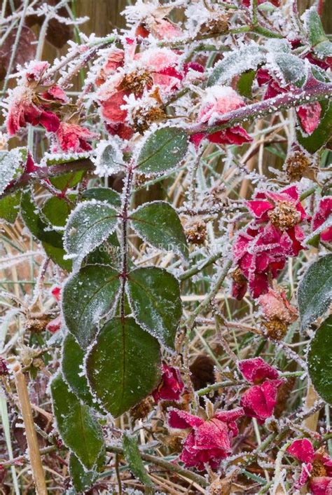 Roses Suffolk In Winter Frost Plant And Flower Stock Photography
