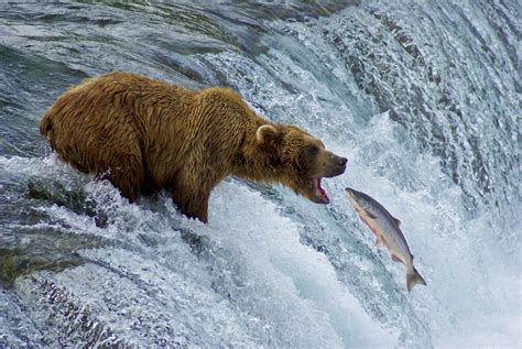 Pin By Treothe On Life Of The Wild Bear Fishing Brown Bear Grizzly Bear