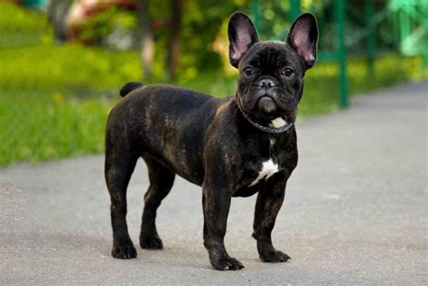 Bulldog Francés Fotos Y Características Razas De Perros
