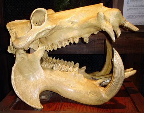 Skull 6 Hippos By Wdwparksgal Stock On Deviantart