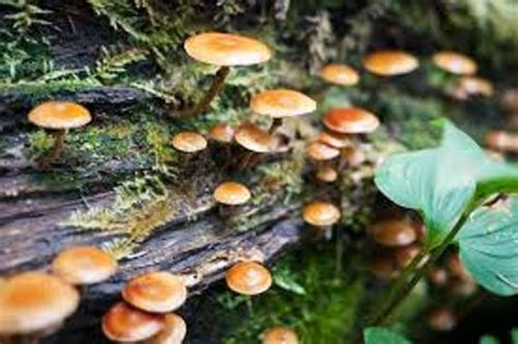 10 Facts About Decomposers Fact File