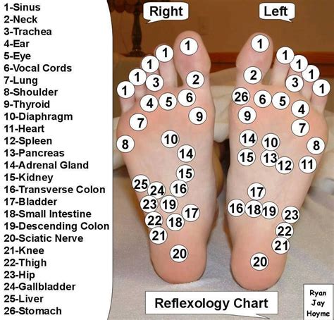 Reflexology Chart Reflexology Reflexology Chart Massage Therapy