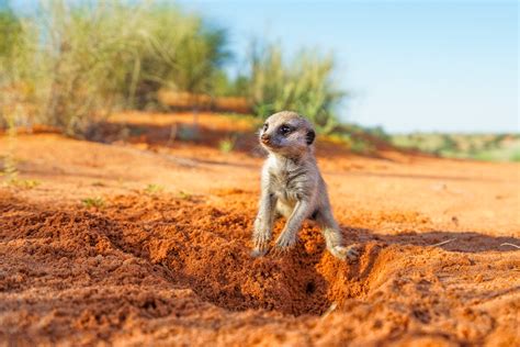 Baby Suricata Is Digging A Burrow Meerkat Pictures From Africa