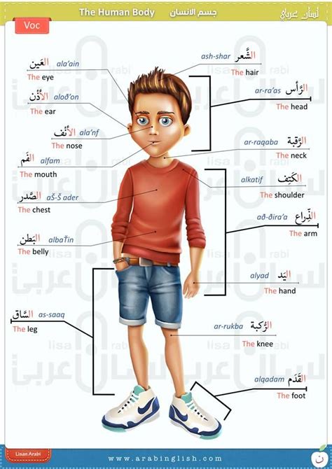 Practice listening and matching spellings of body parts vocabulary to the correct images or pictures they represent. Arabic Vocabulary by Lisan Arabi | Eğitim, Arap alfabesi ...