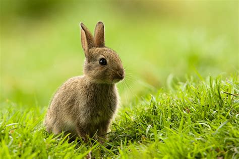 Rabbits Rehabilitating Orphan And Injured Wildlife Since 1962