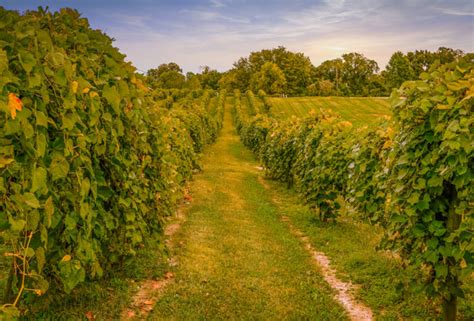 15 Beautiful Vineyards And Wineries In Missouri Midwest Explored
