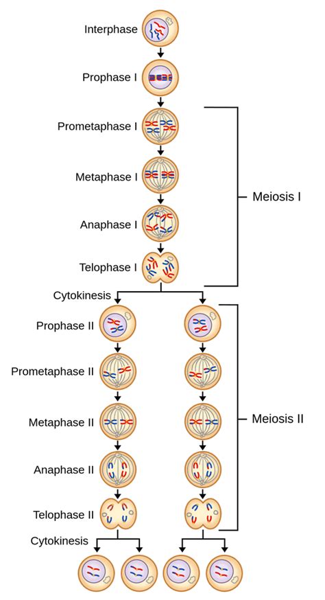 A Unique Event In Meiosis I Is