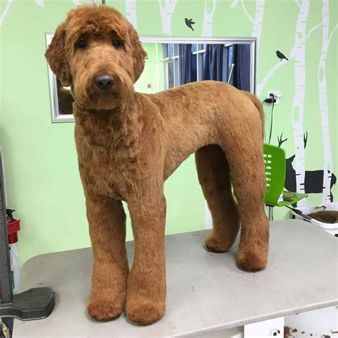 Image Result For Doodle Grooming Styles Labradoodle Grooming