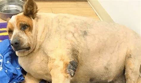Fat Dog Transformed After Losing More Than Half Her Body Weight Hero