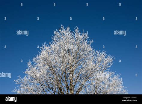Tree Covered In Hoar Frost Stock Photo Alamy
