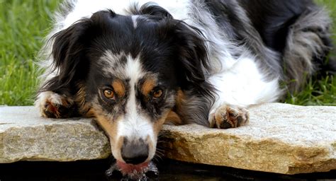 Tri Color Australian Shepherd How Is This Dog Special
