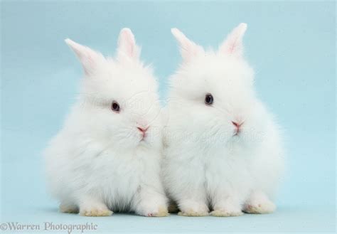 Fluffy White Baby Bunnies Amazing Wallpapers