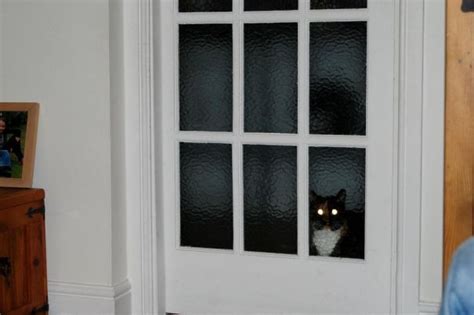 50 Pics Proving That Cats Are Actually Demons Evil Cat Cats Demon