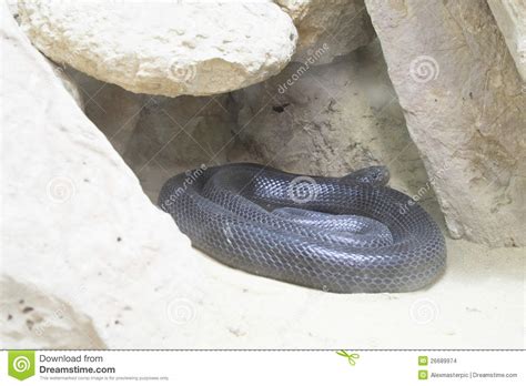 De bekende nederlandse drugshandelaar henk orlando rommy, alias de zwarte cobra, zit in de vs een straf uit van twintig jaar. Zwarte Python (de Cobra Van De Woestijn) Stock Foto ...