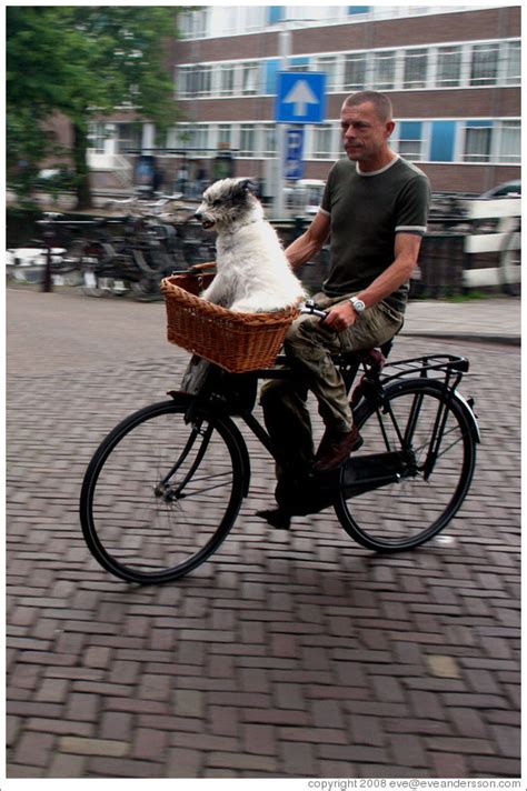 Most pet bike baskets come with a restraint that helps keep your dog in place while riding. Bike it! - My Life in an Eggshell