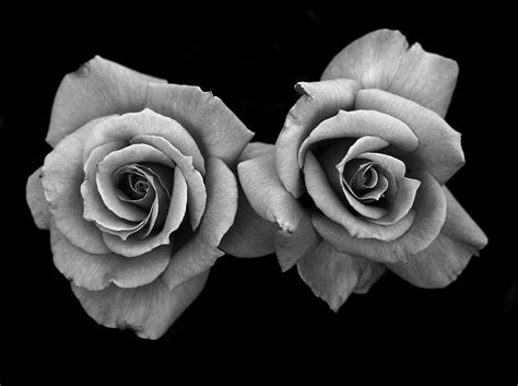 Cactus blossoms art print by judy whitton. Two Roses Photograph by Rob Hall