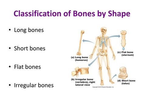 Ppt Bones And Skeletal Tissues Powerpoint Presentation Free Download Id2014586