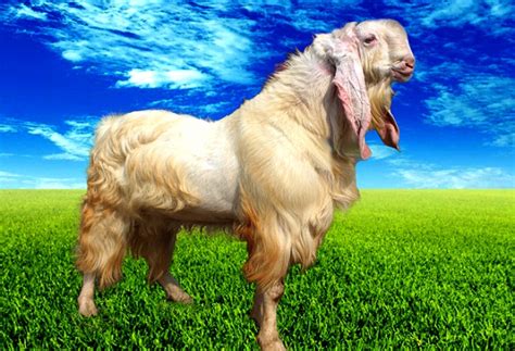Harga jual kambing pada idul adha mencapai 2.500.000, jadi untuk 5 ekor yakni rp. Kambing senduro - Wikipedia bahasa Indonesia, ensiklopedia ...