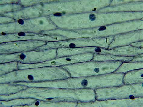Plant cell viewed under light microscope. Interest: Home Microscope - THE GENERALIST