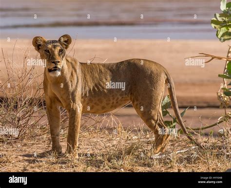 Elsa The Lioness High Resolution Stock Photography And Images Alamy