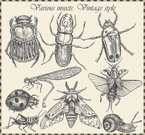 Vector Set Insects In Vintage Style Digital Art By Horg Fine Art America