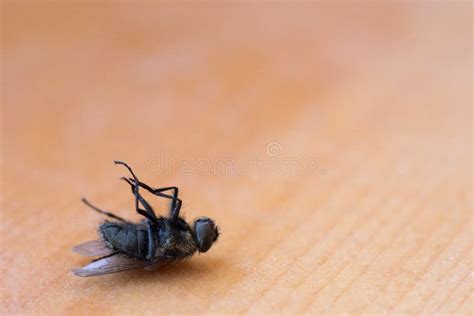 Spring House Fly Sleeping Stock Image Image Of Wooden 125002941