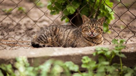 To Save Its Wildlife Australia Is Building Worlds Longest Cat Proof