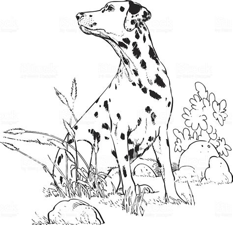 Paw patrol marshall the dalmatian breed is a firedog. Dalmatian Coloring Pages to download and print for free