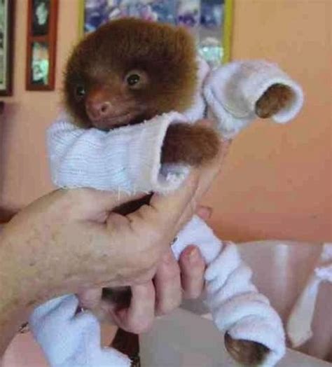 Baby Sloth In Pajamas Baby Sloth In Pajamas Cute Baby Sloths Baby