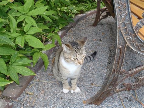 Prices can vary, but right now we believe that flexibility matters. One of the many six-toed cats at Hemingway's house in Key ...