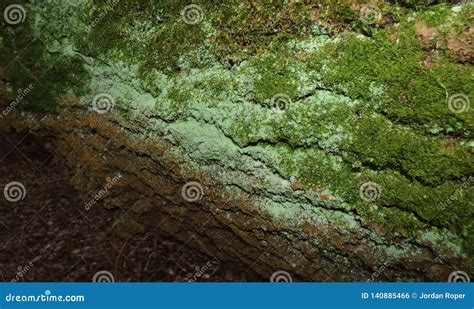 Green Mold Powdery Mildew Growing On Tree Stock Photo Image Of