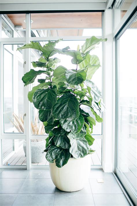 10 Tips For Keeping Your Fig Tree Fit As A Fiddle Plants Fiddle Leaf