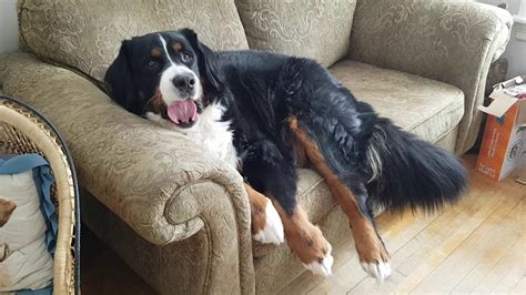 Max Our Bernese Mountain Dog Doing The Tail Flick Youtube