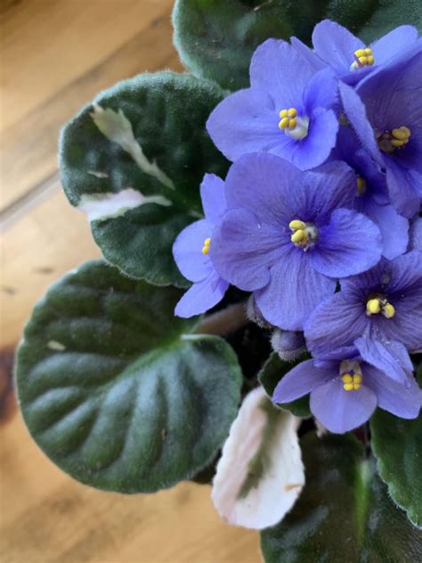I Really Love This Variegated African Violet That I Found Today Im