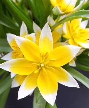 ❤️ #tulips #tulpen #tulipfields #flowerbulbs #bloemen…» Tulip Horticultural Tips