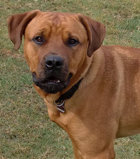 Personality traits help balance out less popular personalities that each breed exhibits. Bullmastiff+Rottweiler+Mix | rottweilerpitbull mix of ky a bully bordeaux breeder brussels ...