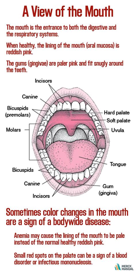 When Healthy The Lining Of The Mouth Oral Mucosa Is Reddish Pink